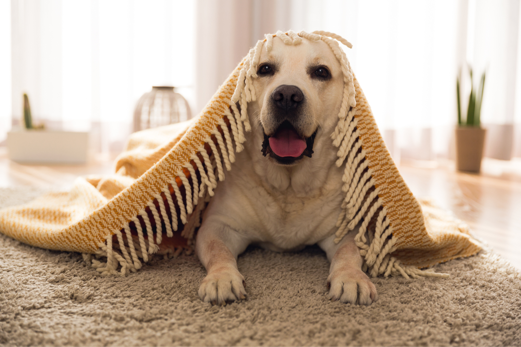 Keep your pets warm during winter too