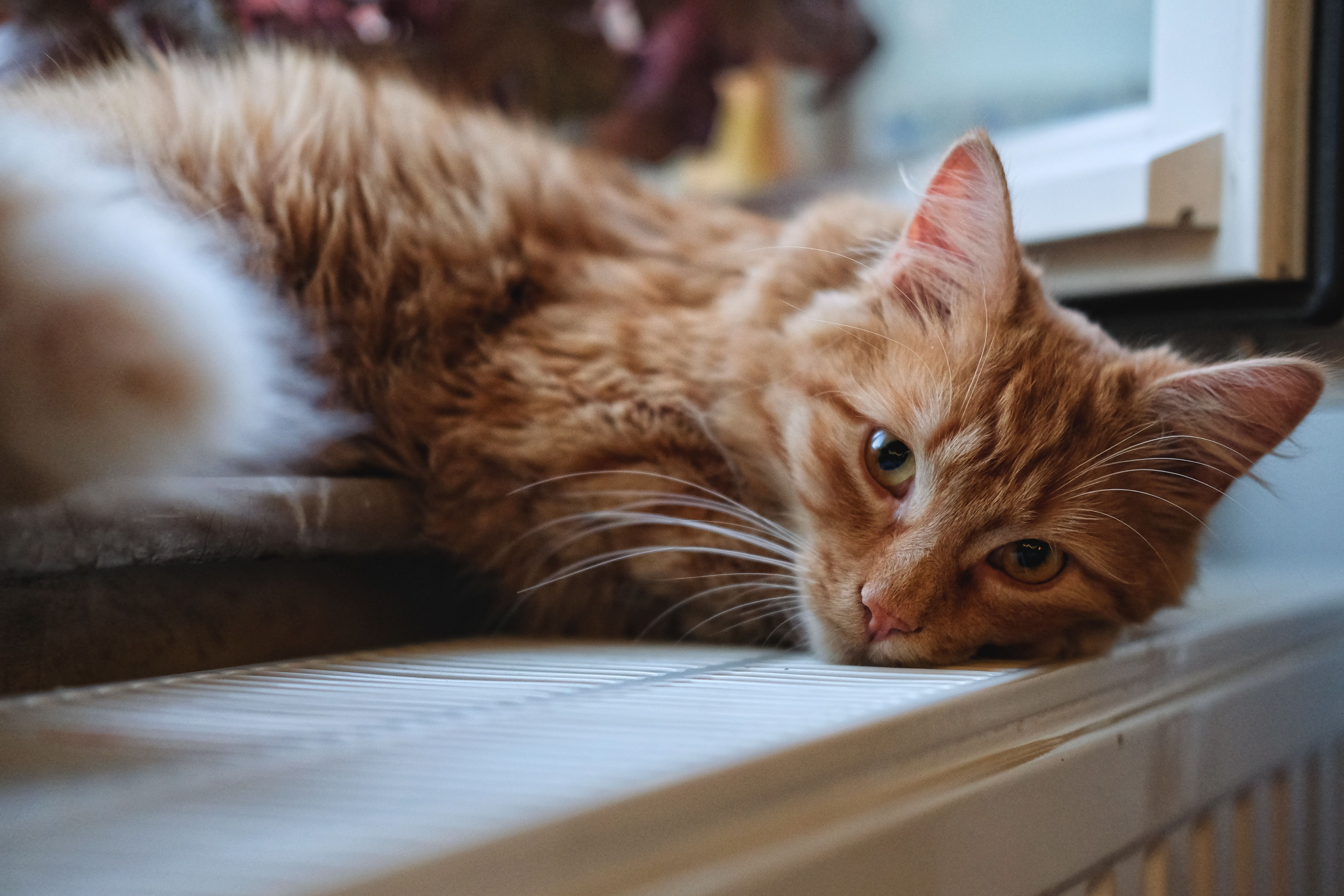A cat leaning on a radiator