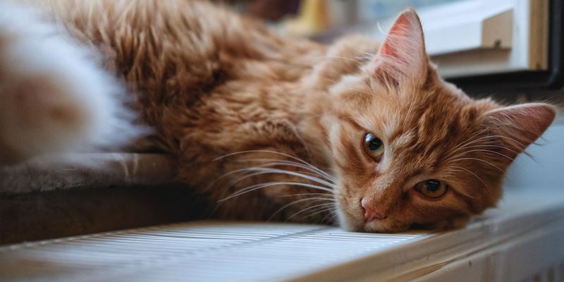 A cat leaning on a radiator